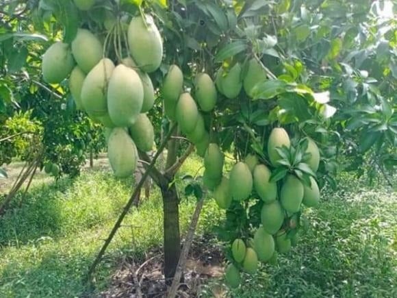 Không chỉ là cây ăn trái phổ biến, xoài còn được nhiều người xem là “cây tài lộc” trong sân vườn nhờ vào dáng vững chắc, tán rộng, xanh tốt quanh năm. 