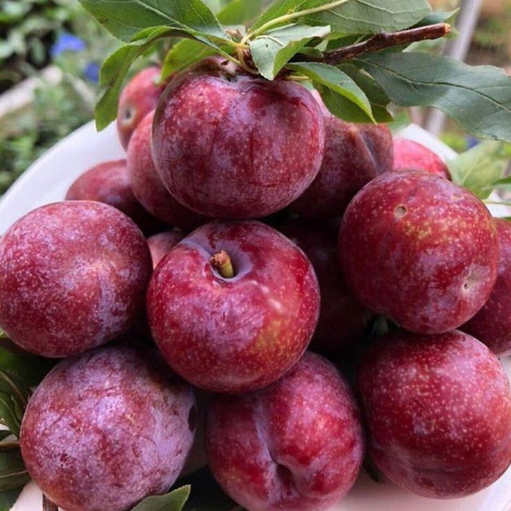 Mận là trái cây phổ biến trong mùa hè nhưng không phải ai cũng nên ăn