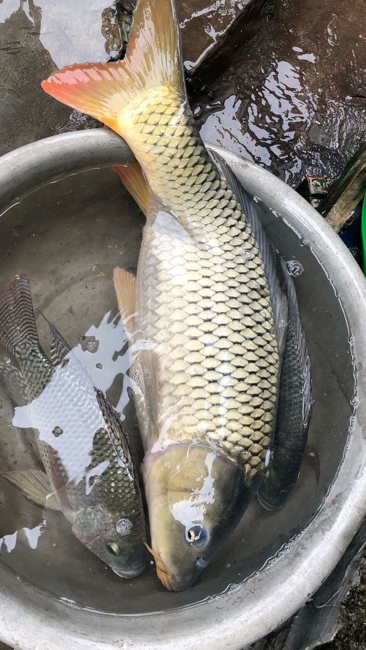 Cá tươi, sơ chế cá đúng cách là yếu tố quan trọng để có nồi cá kho ngon