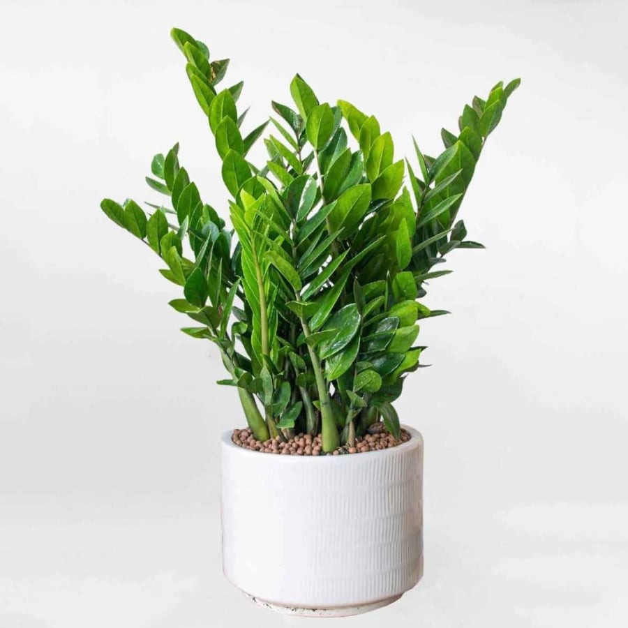 Kim tiền dễ trồng lại mang ý nghĩa thu hút tiền bạc
