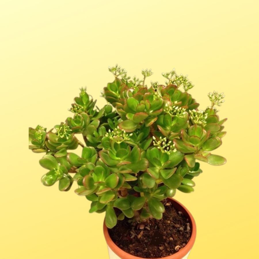 Ngọc bích vừa đẹp vừa giàu