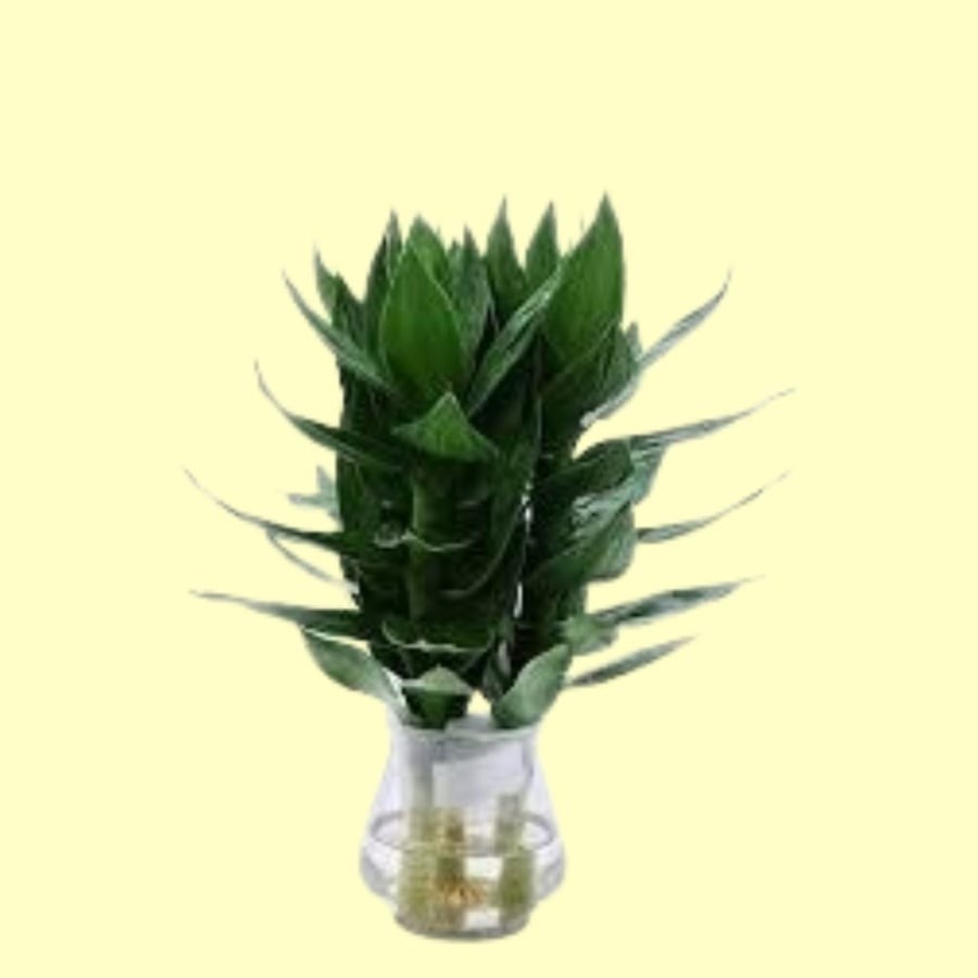 Cây phát lộc vạn sự hanh thông