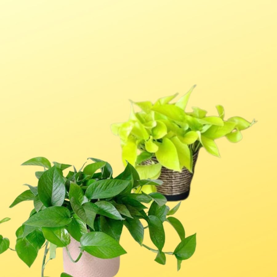 Cây trầu bà rất dễ phát triển