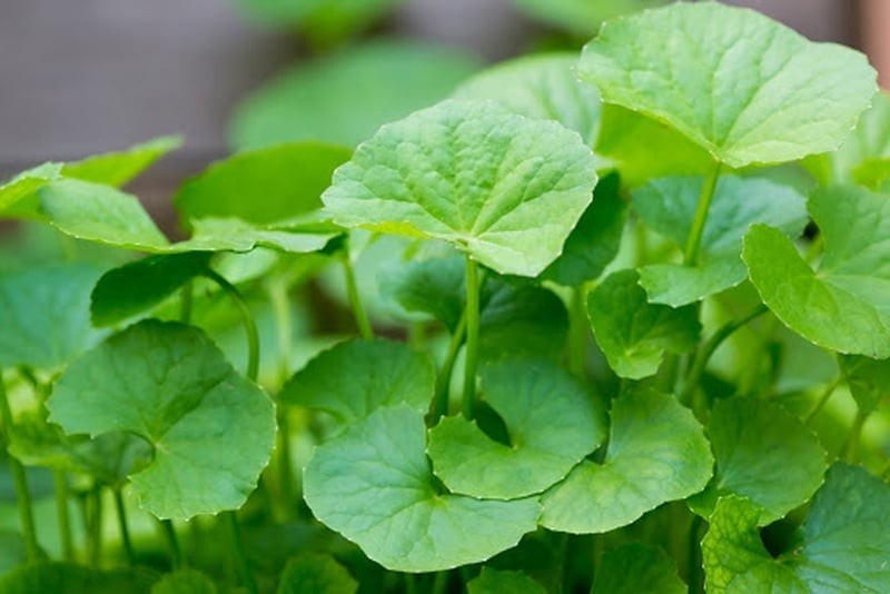 Từ nông thôn đến thành thị, rau má xuất hiện trong bữa ăn của nhiều gia đình Việt