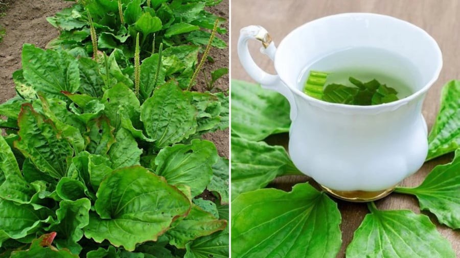 Cây mã đề được coi là một vị thuốc trong y học cổ truyền.