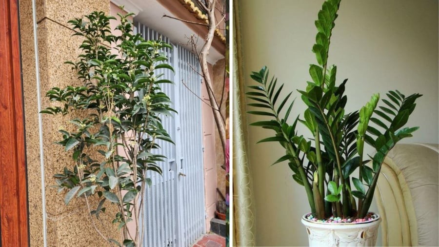 Nhà trồng 5 cây Tiền vơi lại đầy, Phúc - Lộc vô tận, là cây nào?