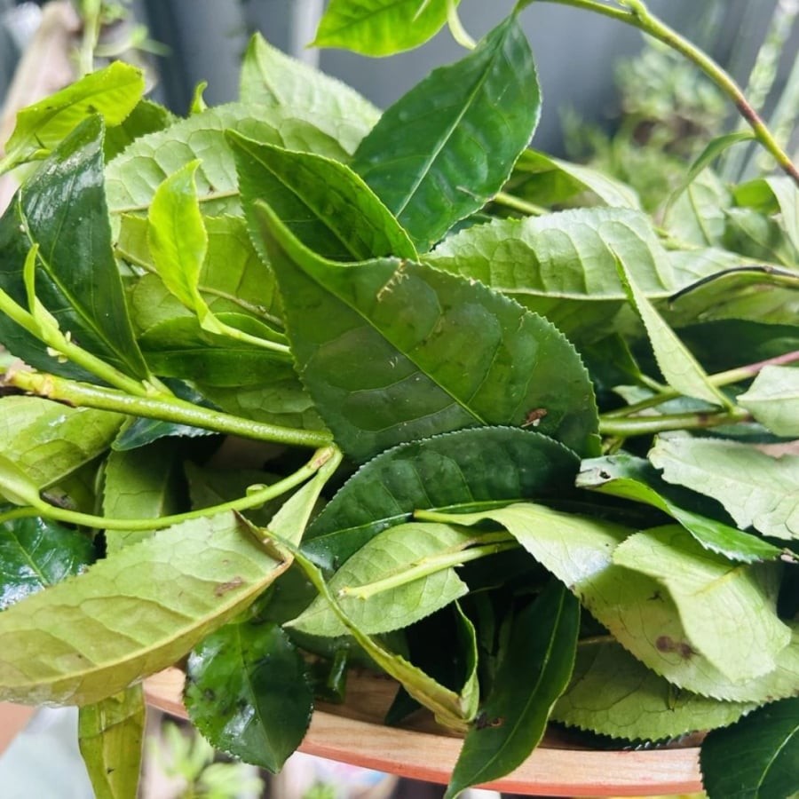 Lá trà tươi ngon mới cho nước trà xanh không chát