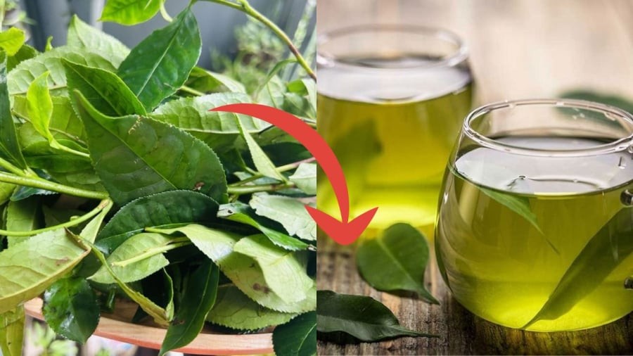 Hãm trà bằng nước đủ nóng không sôi sẽ ngon hơn nước sôi