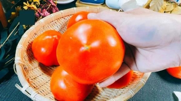Một chi tiết nhỏ nhưng lại khá quan trọng là số lá ở cuống cà chua.