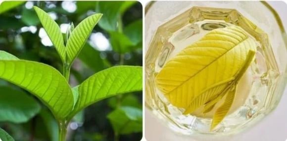 Việc tin rằng chỉ cần uống nước lá ổi mỗi ngày có thể chữa khỏi bệnh tiểu đường là một quan điểm hoàn toàn sai lầm và có thể gây hậu quả nghiêm trọng.