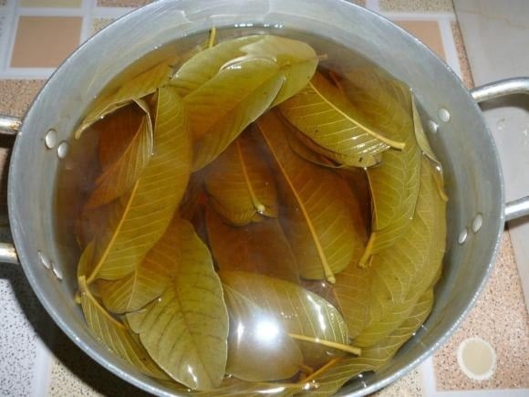 Trong y học hiện đại, một số nghiên cứu cho thấy lá ổi chứa flavonoid, đặc biệt là quercetin – chất có khả năng ức chế enzym α-glucosidase, giúp làm chậm quá trình hấp thu carbohydrate và giảm đường huyết sau ăn.