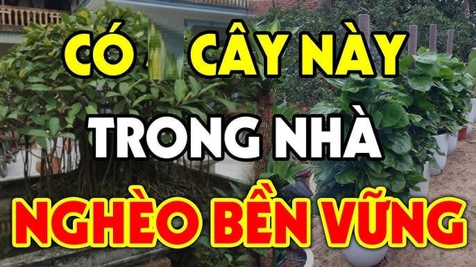 Những loại cây này hấp thụ nhiều khí âm, nếu mọc trước cửa nhà – nơi vốn cần dương khí để khai vận – sẽ tạo thế âm thắng dương.