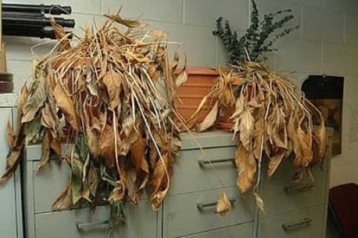 Cây chết hãy bỏ đi