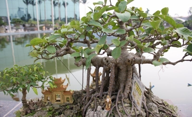 Cây âm mọc trước cửa, cây càng xanh tốt người càng khánh kiệt, là cây gì?