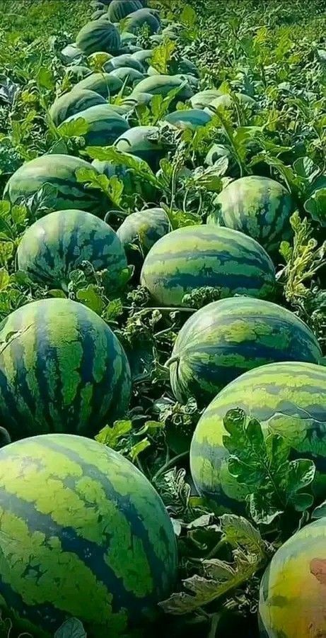 Người xưa cho rằng dưa hấu nằm bò sát đất có thể nhiễm tà khí