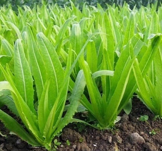 Rau diếp thơm có tác dụng làm mát cơ thể, rất thích hợp dùng trong những ngày hè oi bức.