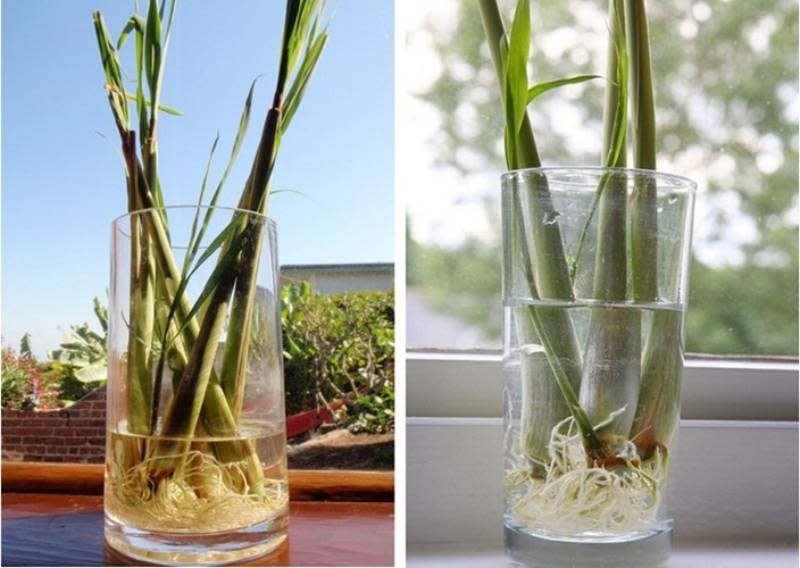 Đặt nắm lá này trong phòng muỗi sợ không dám vo ve, cả nhà yên tâm mà ngủ