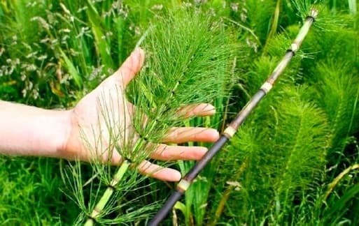 Trong y học cổ truyền, mộc tặc – hay còn gọi là cỏ tháp bút – thường được sử dụng dưới dạng phơi khô hoặc sao vàng hạ thổ. Vị thuốc này có tính bình, vị ngọt hơi đắng, đi vào các kinh phế, can và đởm.