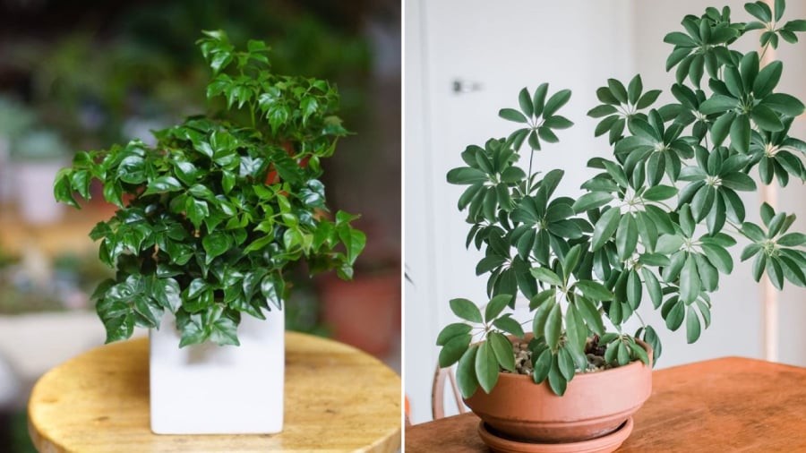 Cây hạnh phúc (bên trái) và cây ngũ gia bì.