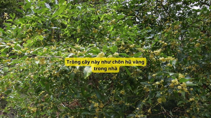 Mộc hương là loại cây cảnh thân gõ nhỏ, cho nhiều hoa thơm