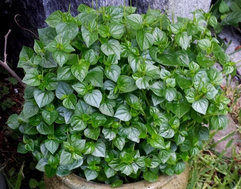 Rau càng cua là một loài rau thuộc họ Hồ tiêu. Đây là loại rau hoang dại, mọc nhiều nơi, sống trong vòng một năm, phân bố ở những khu vực có khí hậu nhiệt đới.