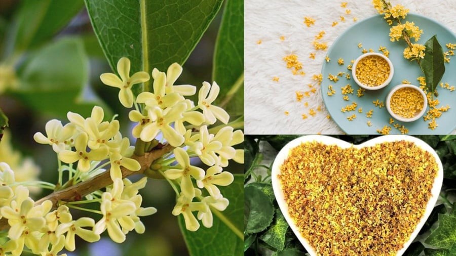 Mộc hương có rất nhiều hoa vừa mang giá trị kinh tế cao vừa có ý nghĩa phong thủy tốt lành