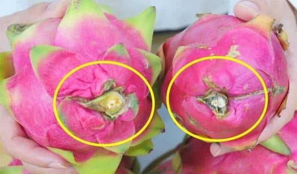 Cuống quả là nơi dễ nhận biết độ tươi của thanh long. 