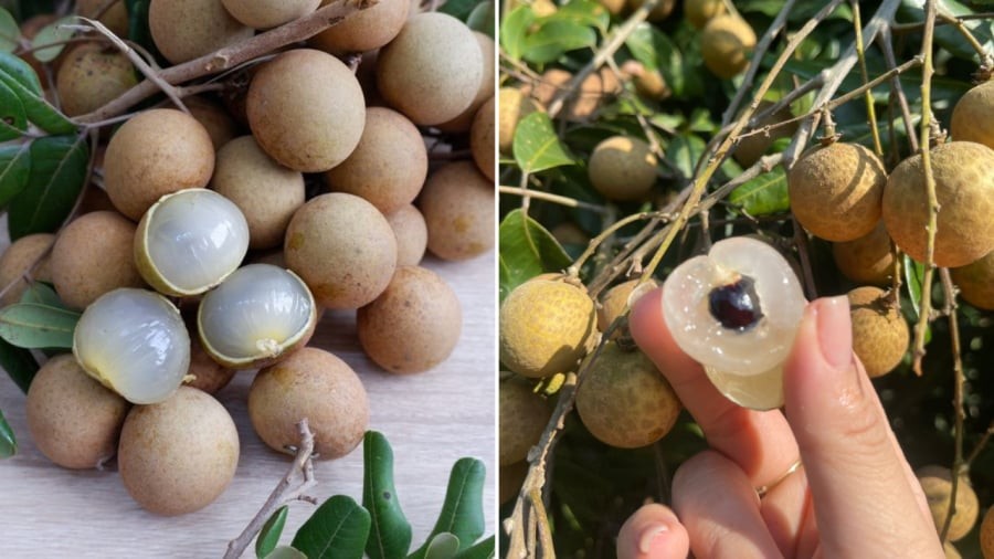 Nhãn có giá trị dinh dưỡng cao nhưng chứa nhiều đường nên không phải ai cũng nên ăn nhãn.