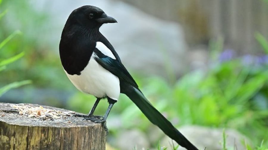 Chim ác là được coi là biểu tượng may mắn, báo tin vui.