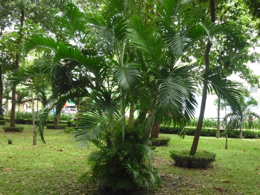 Phong thủy cổ truyền: Theo sách xưa, cau là cây có thân cao, không cản gió hay ánh sáng, giúp lưu thông khí tốt cho ngôi nhà. Vì vậy, gia chủ sẽ đón được sinh khí, vượng vận cả sức khỏe lẫn tài lộc.