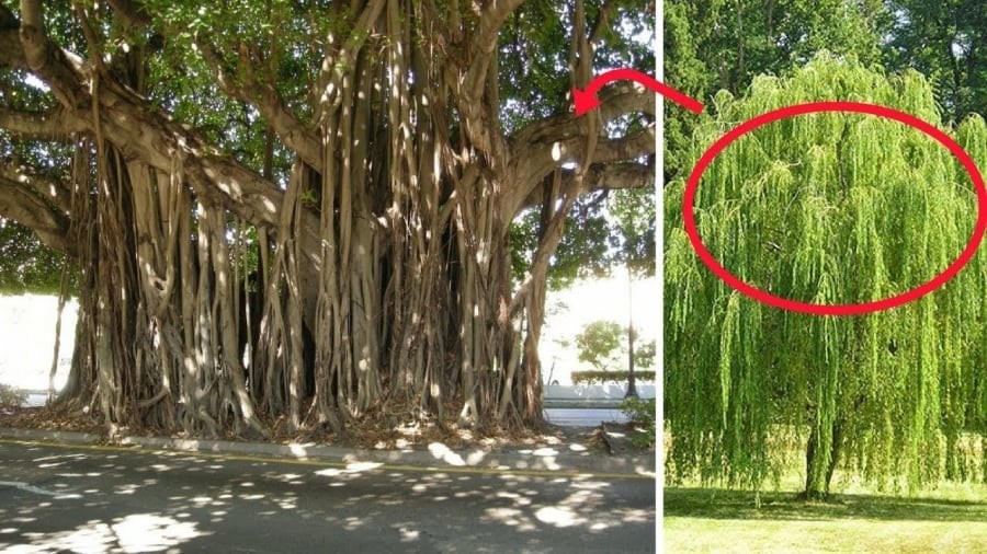4 loại cây nên tránh trồng trước nhà kẻo hao tài
