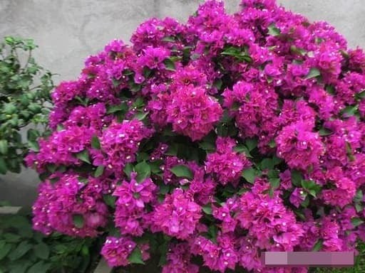 Theo kinh nghiệm gần đây, những cành non trụi lá (cành của năm) nếu được giâm trong nước ở nhiệt độ lý tưởng 23–25°C thì hoàn toàn có thể ra rễ mà không cần xử lý gì thêm.