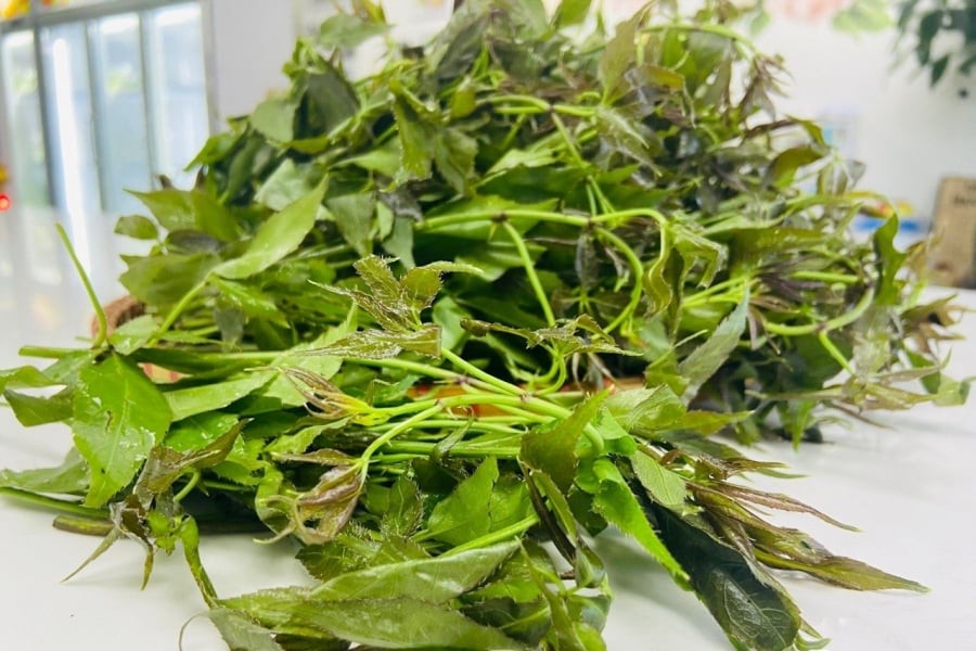 Rau ngũ gia bì hương có nhiều công dụng tốt cho sức khỏe