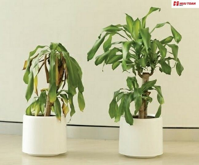 Cây cối héo úa điềm báo chẳng lành