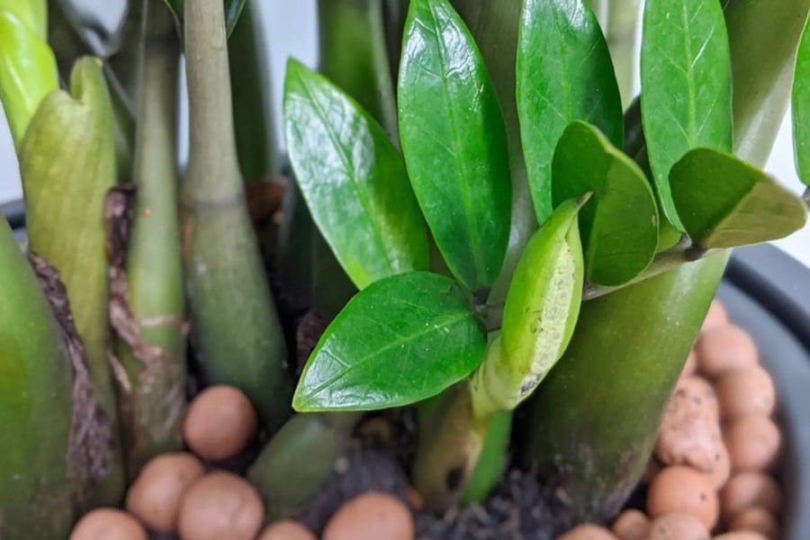 Cây Kim Tiền – loài cây “Phun Vàng Nhả Ngọc” – không chỉ đẹp, dễ trồng mà còn chứa đựng cả một kho tàng ý nghĩa phong thủy và tinh thần.