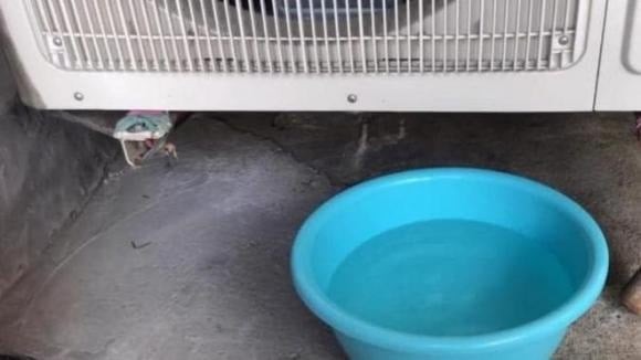 Nước ngưng tụ từ điều hòa là nguồn nước sạch, không chứa clo hay khoáng chất nặng, rất thích hợp để tưới cây trong nhà và ngoài trời.