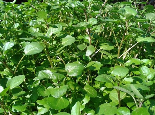 Rau cải xoong giàu dinh dưỡng