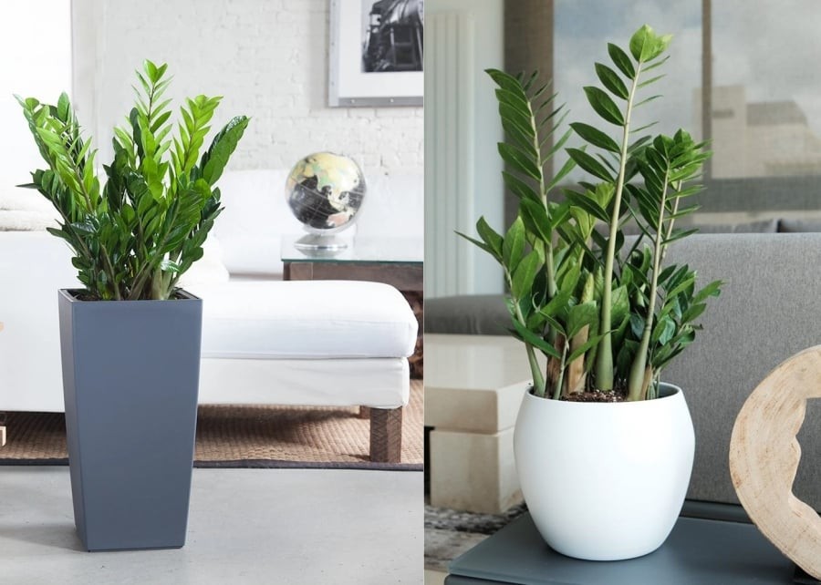 Đặt cây Kim Tiền ở hướng Đông Nam hoặc hướng Nam, bởi đây là các hướng rất tốt thuộc cung tài lộc sẽ kích thích giúp gia chủ gặp nhiều may mắn.