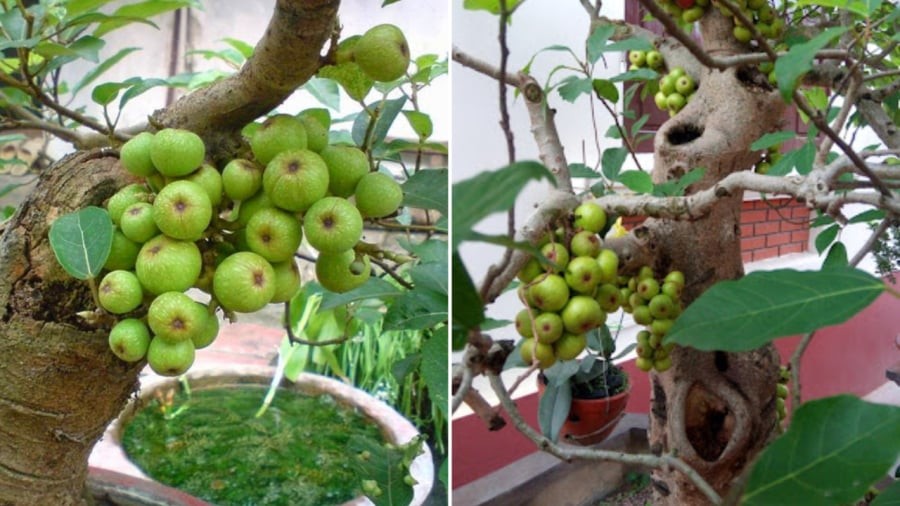 Trồng cây sung trong nhà giúp mang lại những ý nghĩa phong thủy tốt cho gia đình.
