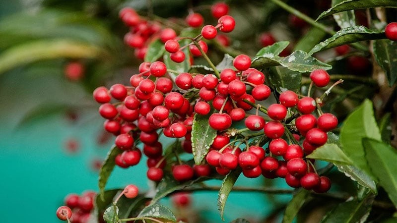 Cây kim ngân lượng có màu đỏ cực đẹp