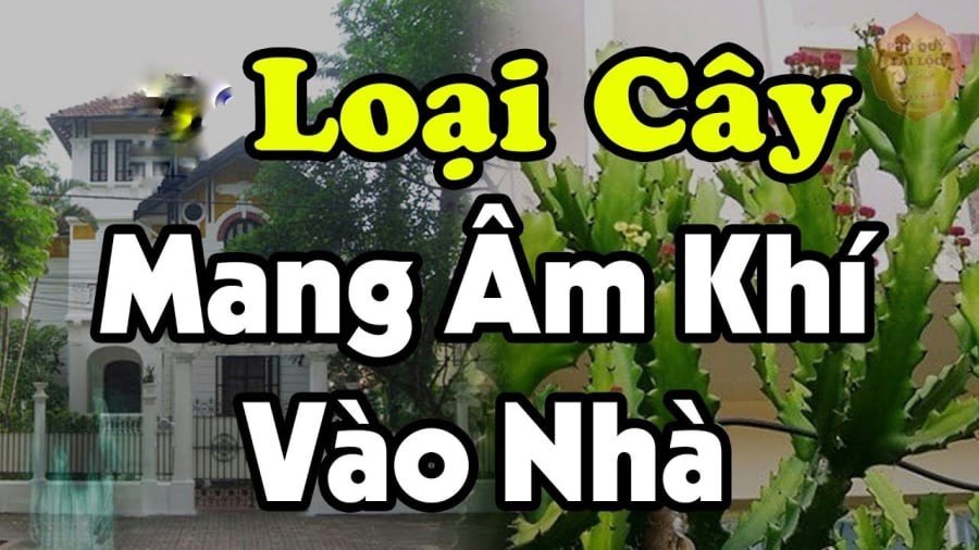 Mang cây âm vào nhà, gia đình muốn giàu cũng khó, đó là những cây nào?