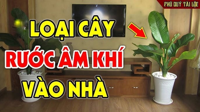 Mang cây âm vào nhà, gia đình muốn giàu cũng khó, đó là những cây nào?