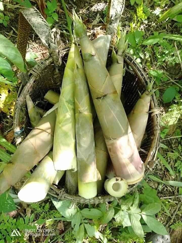 Măng tươi thực phẩm phổ biến