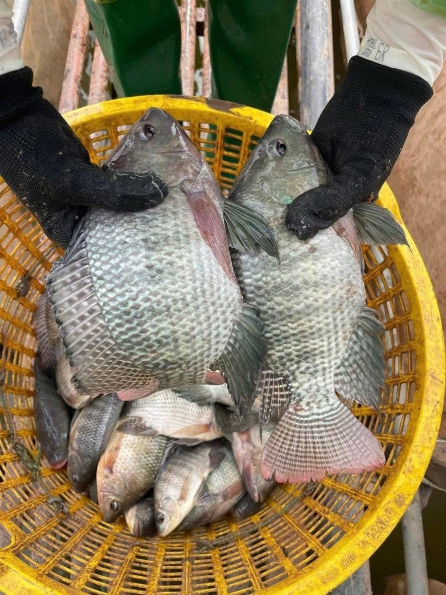 Môi trường nuôi được kiểm soát chặt chẽ, từ nguồn nước, thức ăn cho đến sức khỏe của đàn cá