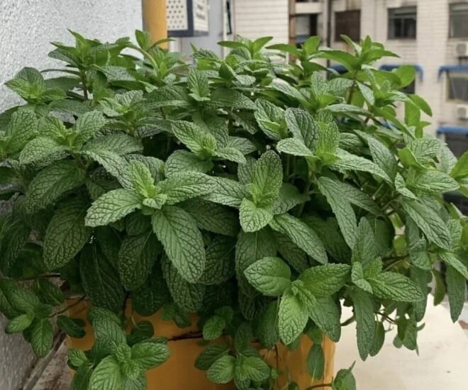 Bạc hà là loại cây thảo mộc có tác dụng thanh lọc không khí và mang lại cảm giác dễ chịu nhờ hương thơm mát lạnh đặc trưng. 