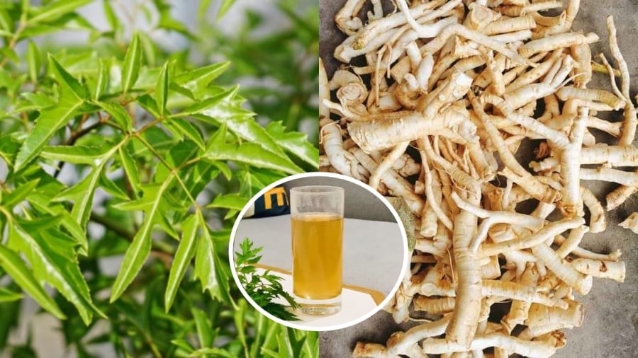 Nước rễ đinh lăng mang lại nhiều lợi ích đối với sức khỏe.