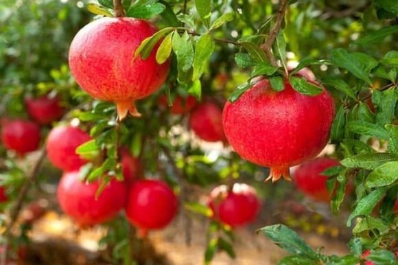 Không chỉ mang đến bóng mát và những mùa trái ngọt, cây ăn quả lâu năm còn được xem là biểu tượng của sự sinh sôi, phát triển bền vững và tài lộc viên mãn.