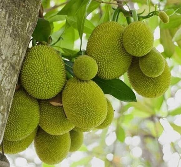 Trong phong thủy, cây mít là biểu tượng của sự sum họp, đoàn kết, kiên cường và trí tuệ.