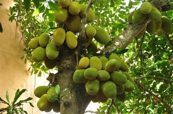 Cây mít thường được trồng ở những nơi linh thiêng như đền, chùa, miếu... vì được cho là có khả năng hấp thụ năng lượng âm mạnh.