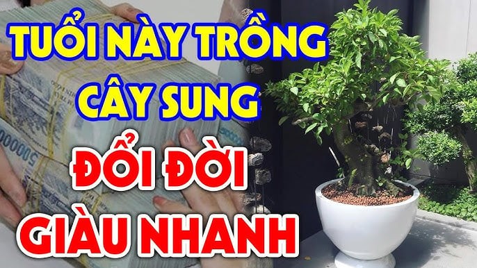 Trồng Sung Cực Thịnh: 3 tuổi hợp mệnh trồng 1 cây Tiền - Tài đủ cả